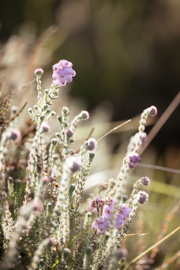 a close up of a bunch of flowers in a field